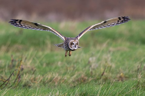 Short-eared Owl (Asio flammeus) flying, Netherlands