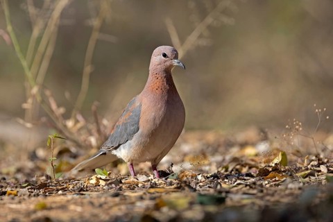 Laughing Dove (Spilopelia senegalensis), South Africa
