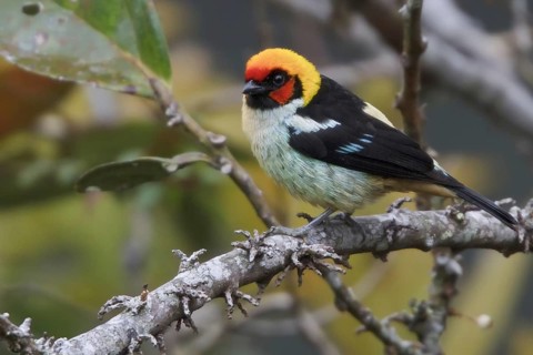 Flame-faced Tanager (Tangara parzudakii), Abra Patricia Protected Area, Peru