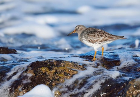 Purple Sandpiper (Calidris maritima), Asturias, Spain