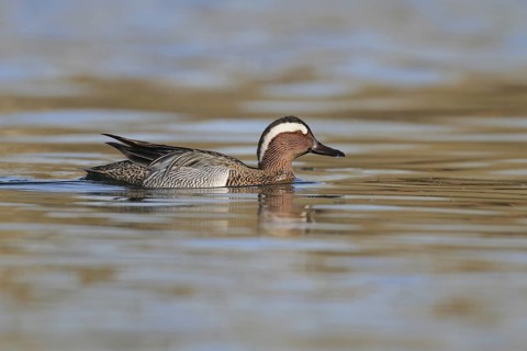 Garganey (Spatula querquedula) male, Aargau, Switzerland