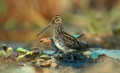 African Snipe (Gallinago nigripennis), Zimbabwe