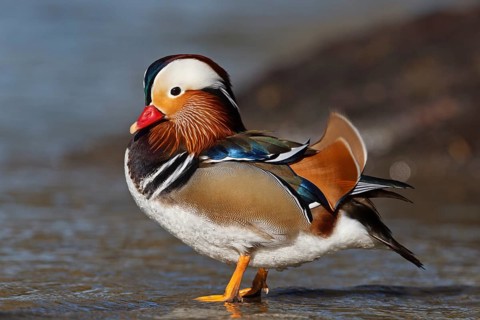 Mandarin Duck (Aix galericulata) male, Baden-Wuerttemberg, Germany