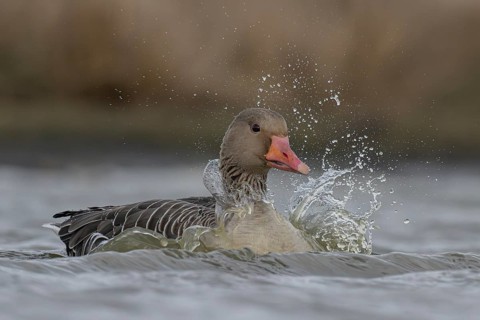 Greylag Goose (Anser anser), Schleswig-Holstein, Germany