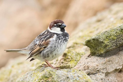 Spanish Sparrow (Passer hispaniolensis) male, Sardinia, Italy