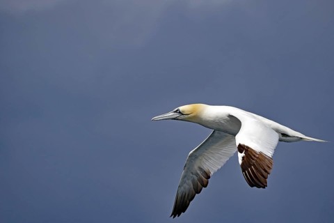 A gannet in flight against a blue sky, boat trip, Noss, Shetland Islands, Scotland, Great Britain
