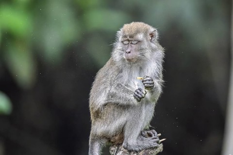 Javanese monkey (Macaca fascicularis), Kota Kinabatangan, Sabah, Malaysia