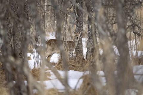 Hokkaido sika deer (Cervus nippon yesoensis), in the forest, in the snow, Tsurui, Akan district,