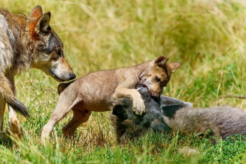 A wolf pup playfully interacts with a lying wolf in a meadow, Timberwolf, wolf, American wolf,