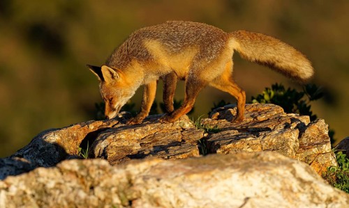 Red fox (Vulpes vulpes) in early morning light on a rock, Sierra de San Pedro, Extremadura, Spain