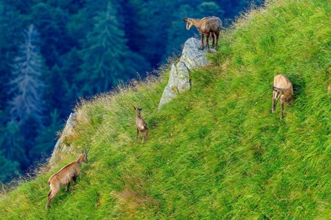 Four chamois grazing on a green mountain slope in front of a forest background, chamois, chamois,
