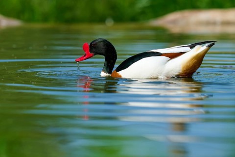 Duck with red beak in water with small waves, shelduck (Tadorna tadorna), spring, France