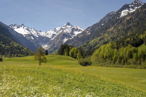 Spring meadow in the Trettach valley, near Oberstdorf, behind it the Trettachspitze, 2595m, Allgäu