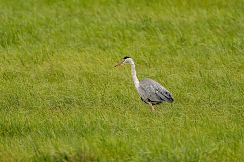Grey heron (Ardea cinerea), Vulkaneifel, Rhineland-Palatinate, Germany