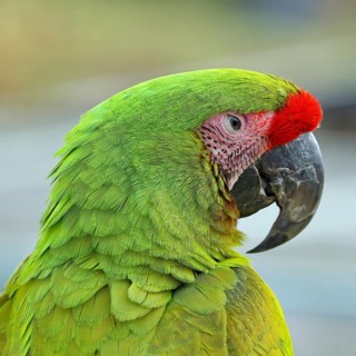 Great green macaw (Ara ambigua), animal portrait, captive, occurrence in South America, Hesse,