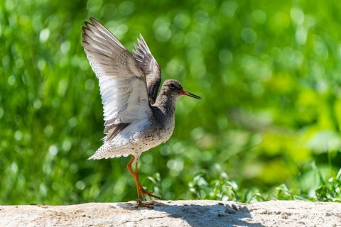 A bird with outstretched wings stands on a stone in the greenery, Redshank, (Tringa totanus),