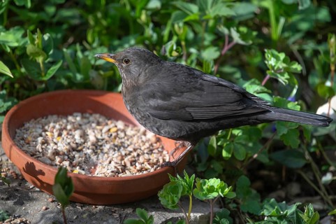 Female blackbird (Turdus merula) at a feeder, Bavaria, Germany