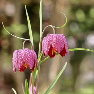 Snake's Head Fritillary (Fritillaria meleagris), flowers in a meadow, inflorescence, early bloomer,