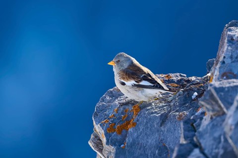 Snowfinch (Montifringilla nivalis), a bird sits quietly on a snow-covered rock, Gemmi Pass,