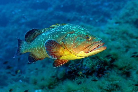 Large predatory fish Dusky Grouper (Epinephelus marginatus) in the background Rocky reef,