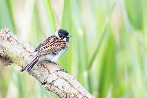Reed bunting (Emberiza schoeniclus) ml Germany