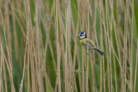 Blue tit (Cyanistes Caeruleus) adult bird on a Common reed plant stem, England, United Kingdom