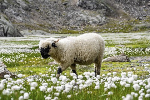 Valais Blacknose sheep (Ovis gmelini aries), in meadow with flowering white cotton grass, high