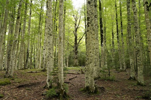 Forest in Ordesa y Monte Perdido National Park, Spain