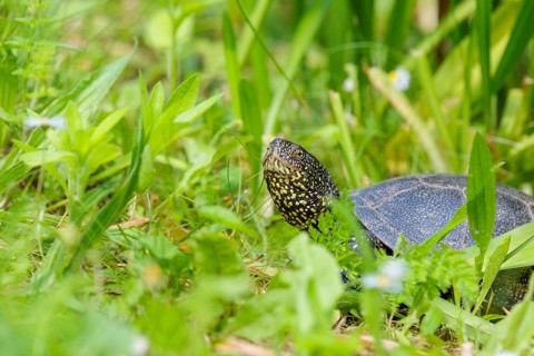 A European pond turtle (Emys orbicularis), makes its way through the green meadow next to the pond