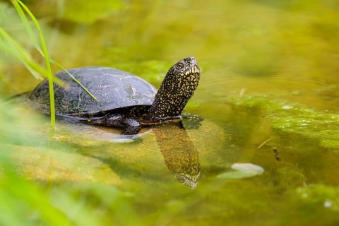A European pond turtle (Emys orbicularis) rests in shallow water on a stone lying in the pond,