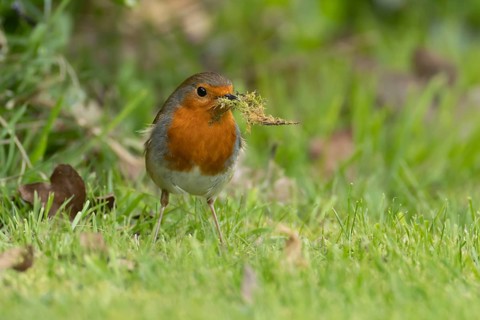 European robin (Erithacus rubecula) adult bird in an urban garden with nesting material in its beak