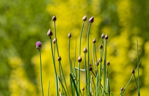 Chives (Allium schoenoprasum), flower and buds, Münsterland, North Rhine-Westphalia, Germany