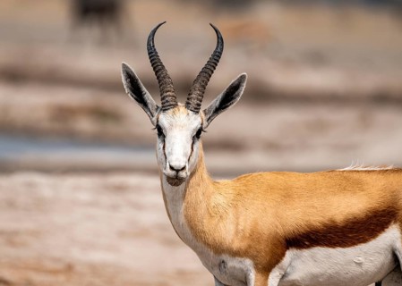 Springbok (Antidorcas marsupialis), animal portrait, Nxai Pan National Park, Botswana