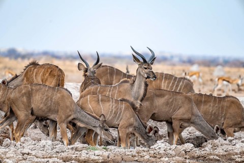 Greater kudu (Tragelaphus strepsiceros), herd, drinking at waterhole, Nxai Pan National Park,
