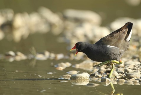 Green-footed moorhen (Gallinula chloropus) adult bird chasing off rivals in a gravel pit, Allgäu,