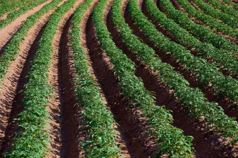 Rows of potatoes in a field in daylight, organised agriculture, Marktheidenfeld, Bavaria, Germany