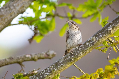 Eurasian wryneck (Jynx torquilla) Germany