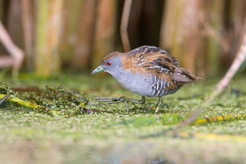 Baillon's Crake (Porzana pusilla palustris) foraging, Victoria, Australia