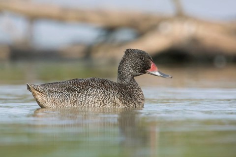 Freckled Duck (Stictonetta naevosa) male, Victoria, Australia