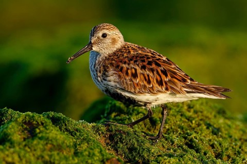 Dunlin (Calidris alpina), Asturias, Spain