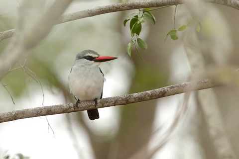 Woodland Kingfisher (Halcyon senegalensis), Kruger National Park, South Africa