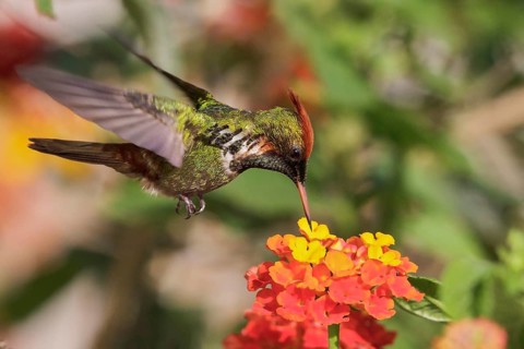 Frilled Coquette (Lophornis magnificus) flying and feeding at a flower in the Atlantic rainforest