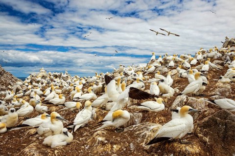 Northern Gannet (Morus bassanus) colony, Saltee Islands, Ireland