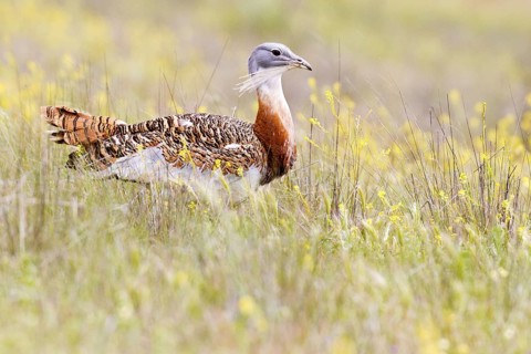 Great Bustard (Otis tarda), Castile, Spain