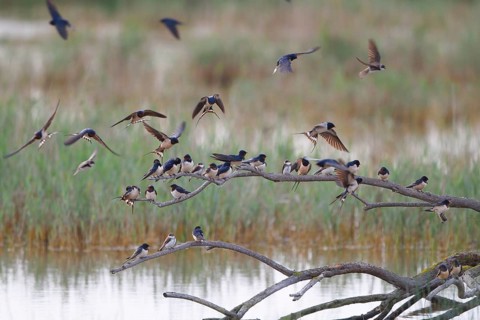 Barn Swallow & Sand Martin (Hirundo rustica & Riparia riparia), Mallorca, Spain