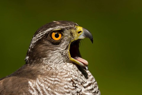 Northern Goshawk (Accipiter gentilis), Utrecht, Netherlands