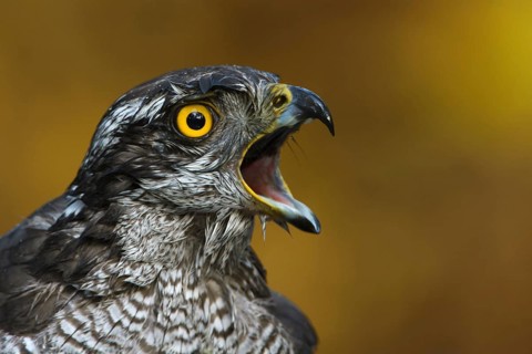 Northern Goshawk (Accipiter gentilis) female, Utrecht, Netherlands