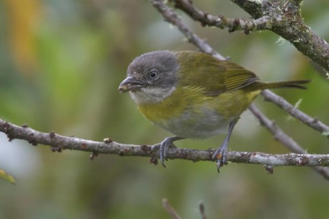 Common Bush Tanager (Chlorospingus flavopectus peruvianus), Peru