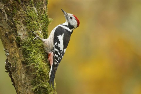 Middle Spotted Woodpecker (Dendrocoptes medius), Rhineland-Palatinate, Germany