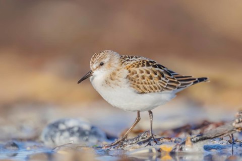 Zwergstrandläufer, Calidris minuta Little Stint, Calidris minuta
